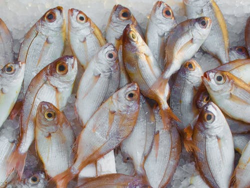 fish on ice